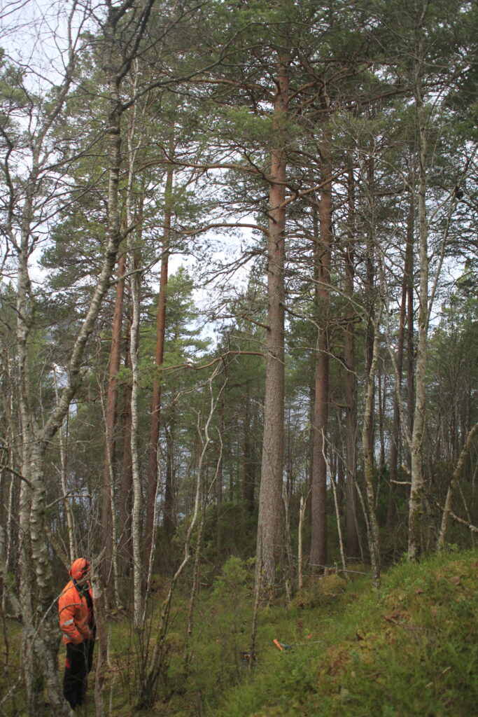 en mann står og vurderer skogen