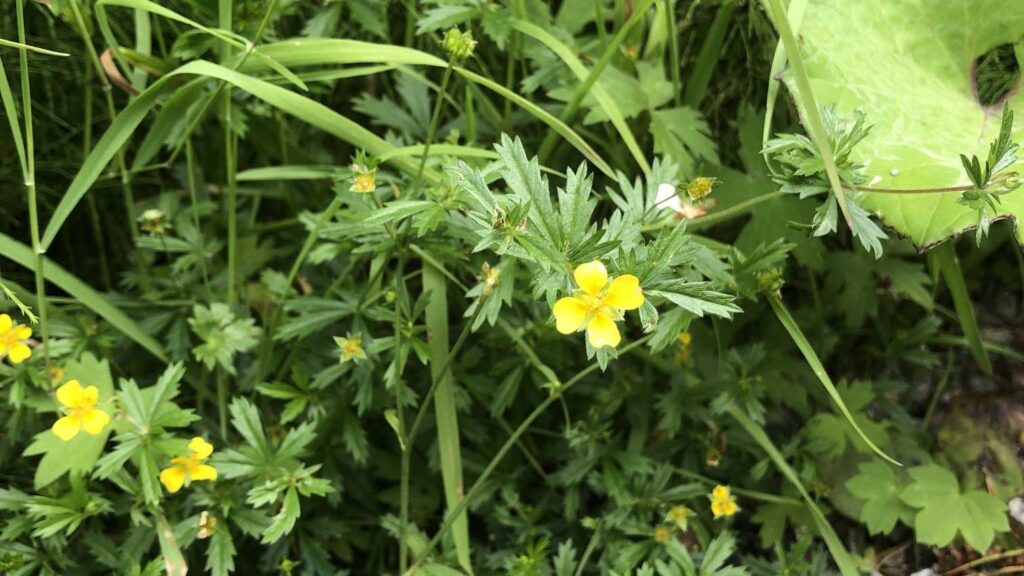 Tepperot "uti vår hage". Tepperot er særpreget med langflikete blader og blomster med fire kronblader. Foto: Peder Alme v/ Norsk Håndverksinstitutt 2026